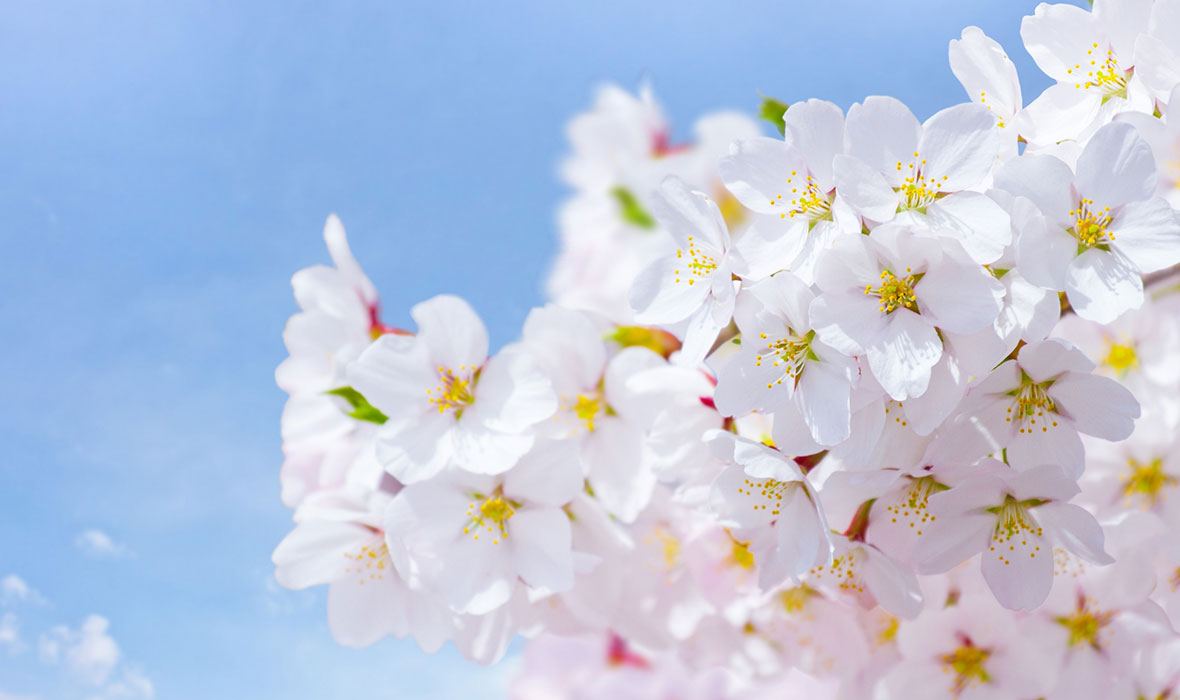 桜（春期用）